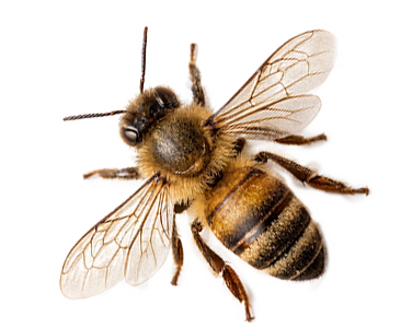 Bella Bee